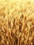 Golden wheat on an endless field