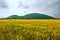 The golden wheat field