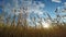 Golden Wheat Field