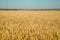 Golden wheat field in august.