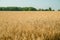 Golden wheat field in august