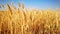 Golden wheat field blue sky