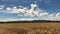 Golden wheat field with blue sky and clouds. Landscape