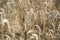 Golden wheat field close up image. Rich crop concept, blurred background