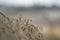 Golden wheat field close up image. Rich crop concept, blurred background