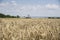 Golden wheat field close up image. Rich crop concept, blurred background