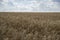 Golden wheat field close up image. Rich crop concept, blurred background