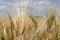 Golden Wheat field close up nature cornfields