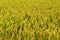 Golden wheat field closeup view Dover UK