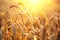 Golden wheat field. Ears of wheat closeup