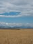 Golden Wheat Field with Farm Equipment Harvesting in the Background