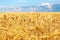 Golden wheat field, fresh crop of wheat.