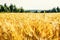 Golden wheat field with green forest