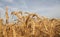 Golden wheat field for harwesting