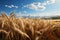 golden wheat field landscape ,harvest of the farm