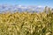 Golden Wheat Field ready for Harvest