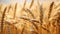 Golden wheat field ripe for harvest