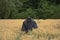 Golden wheat field with scarecrow and forest in the background