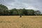 Golden wheat field with scarecrow and forest in the background