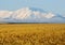 Golden wheat field and snowbound mountain peak