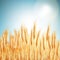Golden wheat field and sunny day. EPS 10