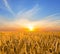 golden wheat field at the sunset