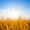 golden wheat field at the sunset