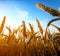 Golden wheat field and sunset