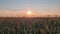 Golden wheat field in sunset light