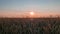 Golden wheat field in sunset light. Beautiful Rural scenery under the summer sun