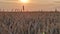 Golden wheat field in sunset light. Beautiful Rural scenery under the summer sun