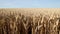 Golden wheat field under a blue sky