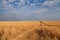 Golden wheat field under blue sky in Ukraine, happy peaceful country before russian invasion