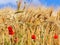 Golden wheat field with vibrant poppies against the background of a blue sky.