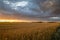 Golden Wheat Fields of Alberta