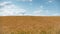 Golden wheat fields, on a beautiful spring day with blue sky and cottony clouds