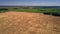 Golden wheat fields stretched among peaceful green nature