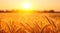 Golden Wheat Fields at Sunset: Nature\\\'s Beauty Up Close.