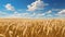 golden wheat fields sways in the summer breeze