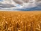 Golden Wheat Fields Under a Blue Sky