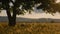 Golden Wheat flying panorama with a tree at sunset, countryside