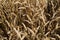 Golden wheat grain and straw cereal waiting for harvest in summer