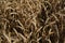 Golden wheat grain and straw cereal waiting for harvest in summer