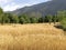 Golden wheat harvest in himalayan mountain steppe terrace farmland n wheat fields