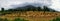 Golden wheat harvest organic Indian farming Himalayas