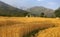 Golden wheat harvest organic Indian farming remote snow peaks Himalayas