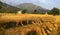 Golden wheat harvest organic Indian farming remote snow peaks Himalayas