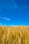 Golden wheat plant meadow under a blue vivid sky