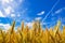 Golden wheat plant meadow under a blue vivid sky