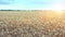 Golden wheat ready to be harvested